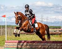 athletic-thoroughbred-horse