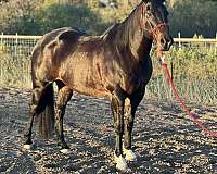 athletic-quarter-horse