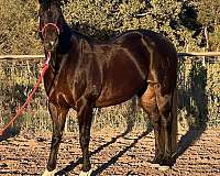 barrel-quarter-horse