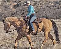 buckskin-white-socks-horse