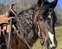 harness-paint-pony