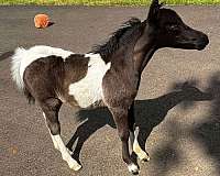 miniature-stallion