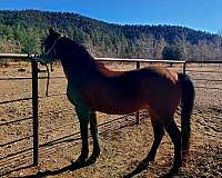 arabian-horse-for-sale