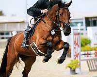 athletic-dutch-warmblood-horse