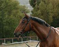 dressage-dutch-warmblood-horse