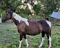 apha-paint-horse