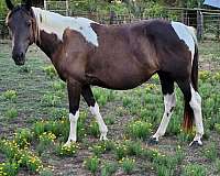 tobiano-black-white-horse