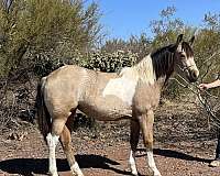 1-hand-quarter-horse-filly