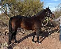 14-hand-quarter-horse-gelding