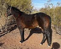 14-hand-quarter-horse