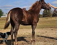 bartlett-ranch-filly