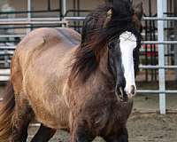 all-gypsy-vanner-horse