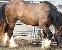 wow-gypsy-vanner-horse