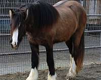 amazing-gypsy-vanner-horse