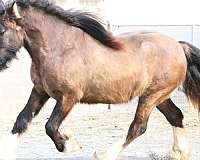 beautiful-head-gypsy-vanner-horse