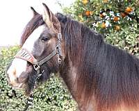 best-gypsy-vanner-horse