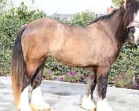 broodmare-gypsy-vanner-horse