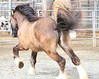 draft-gypsy-vanner-horse