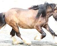 draught-gypsy-vanner-horse