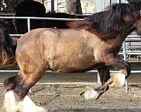 due-gypsy-vanner-horse