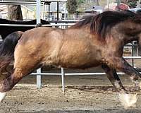 dun-gypsy-vanner-horse