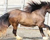 dun-filly-gypsy-vanner-horse