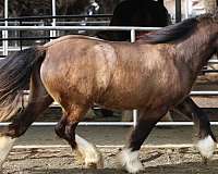 exceptional-gypsy-vanner-horse