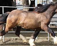 female-gypsy-vanner-horse