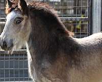 delta-gypsy-vanner-horse