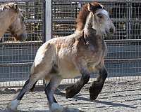 echo-gypsy-vanner-horse