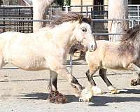 good-minded-gypsy-vanner-horse