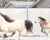 super-cute-gypsy-vanner-horse