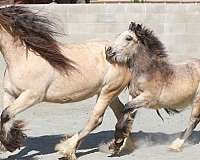 adorable-gypsy-vanner-horse