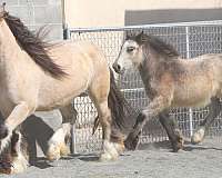 buckskin-gypsy-vanner-horse