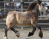 draft-gypsy-vanner-horse