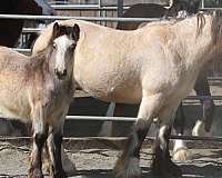 draught-gypsy-vanner-horse