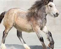 female-gypsy-vanner-horse