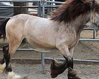 echo-gypsy-vanner-horse