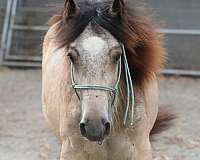echo-filly