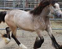 good-minded-gypsy-vanner-horse