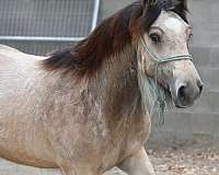 hairy-filly