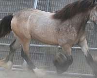 super-cute-gypsy-vanner-horse