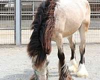 adorable-gypsy-vanner-horse