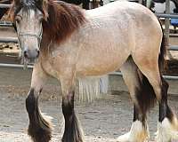 around-gypsy-vanner-horse