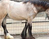 top-quality-filly