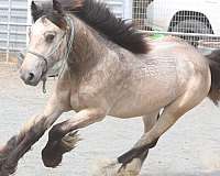 bone-gypsy-vanner-horse