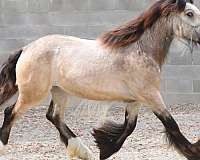 buckskin-gypsy-vanner-horse