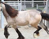 draft-gypsy-vanner-horse