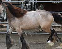 draught-gypsy-vanner-horse