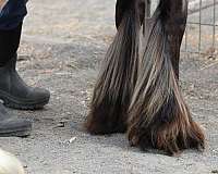 female-gypsy-vanner-horse